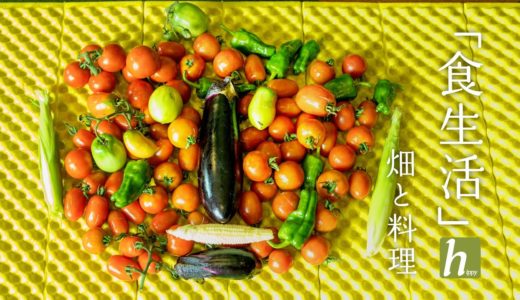 【野菜づくり】畑と料理【野菜収穫】【食生活】