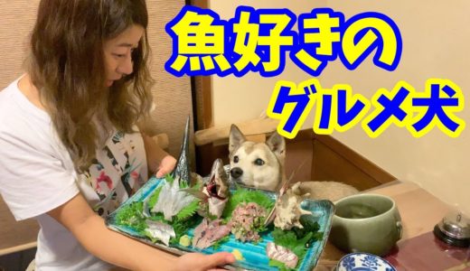 【わんこと和食】伊豆で美味しい魚料理を食べるグルメ犬🐟2019年6月