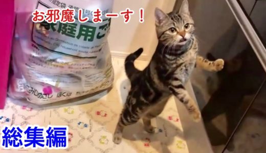 料理中キッチンに邪魔しに来る猫の登場シーン 総集編