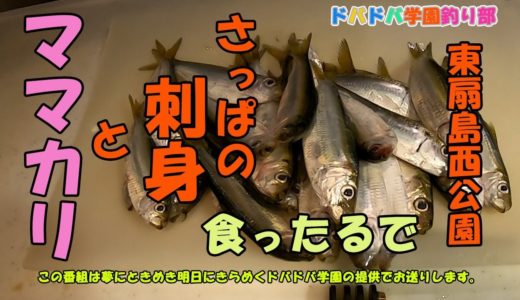 【料理】【釣り】サッパをママカリと刺身に料理！