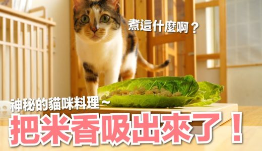 【好味小姐】為什麼桌上一盤菜？神秘貓料理把米香吸出來了！｜貓主食｜好味貓廚房EP193