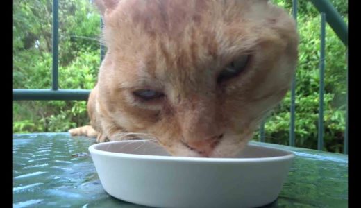 Kuroshio cats：野良猫健太郎山芋食べる？おっちゃんの料理中継あり