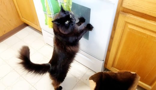 【しゃべる猫】飼い主の料理中に立ち上がって急かしてくる猫【しおちゃん】