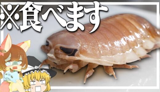 【料理 #10】よっしいはオオグソクムシを食べたい　【ゆっくり実況】