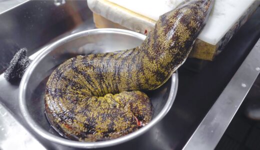 【危険生物】海のギャング！巨大活ウツボ料理の作り方！職人技 日本 紀州 銀ちろ The Sea Gang(Moray Eel) Cuisine Japanese Style! Japan food!