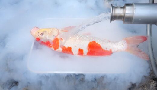 鯉に液体窒素ぶっかける料理